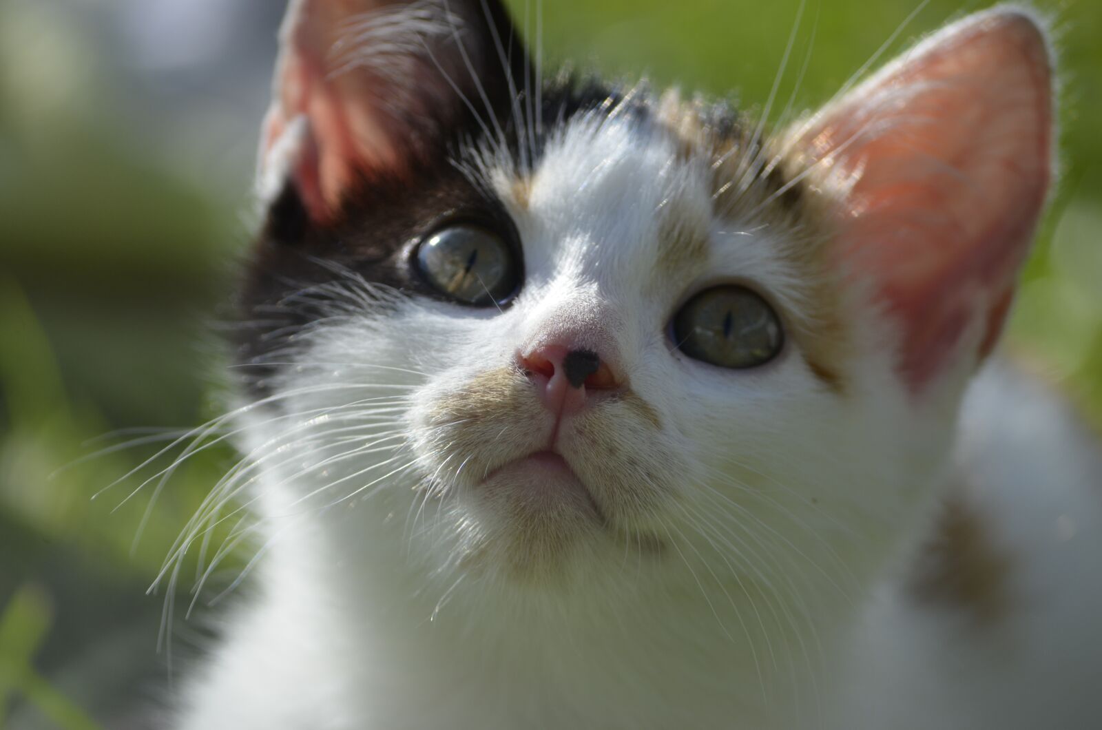 Nikon D5100 sample photo. Cat, lucky cat, colorful photography