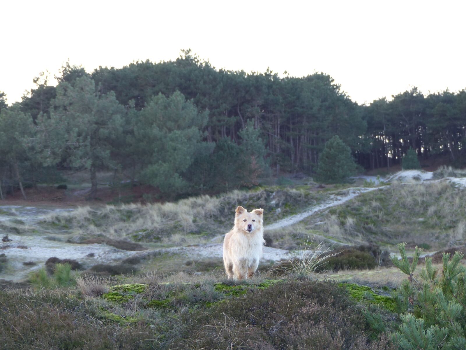Panasonic Lumix DMC-FZ200 sample photo. Dog, sweet, watch photography
