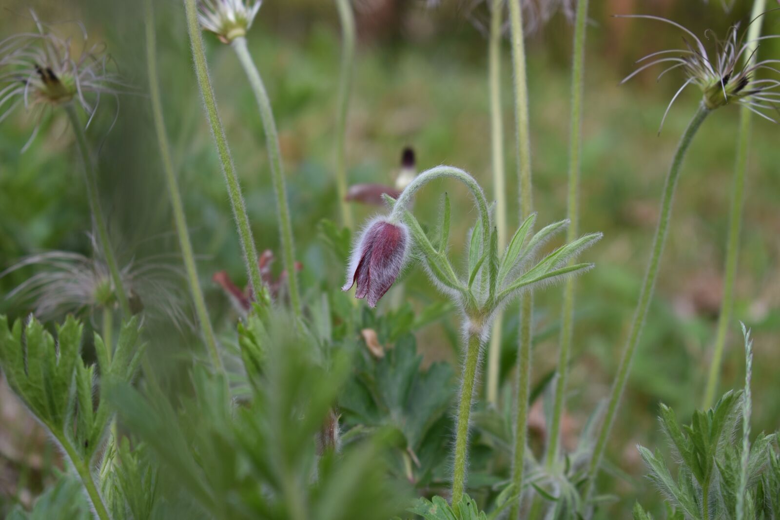 Nikon D750 sample photo. Do mi flower, flowers photography