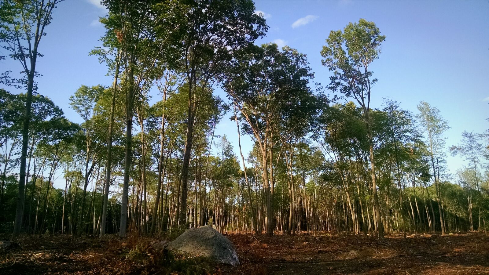 Motorola Moto X (1st Gen) sample photo. Nature, trees photography
