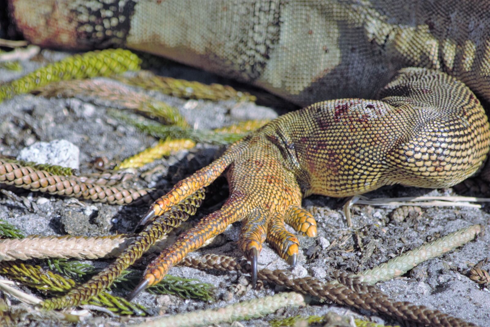 Nikon D7100 sample photo. Claws, live, sharp photography