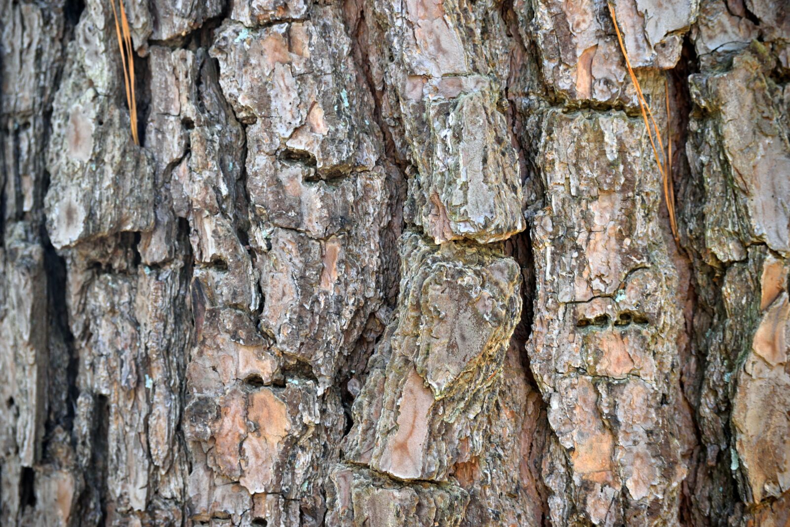Nikon D3300 sample photo. Tree bark, nature, background photography