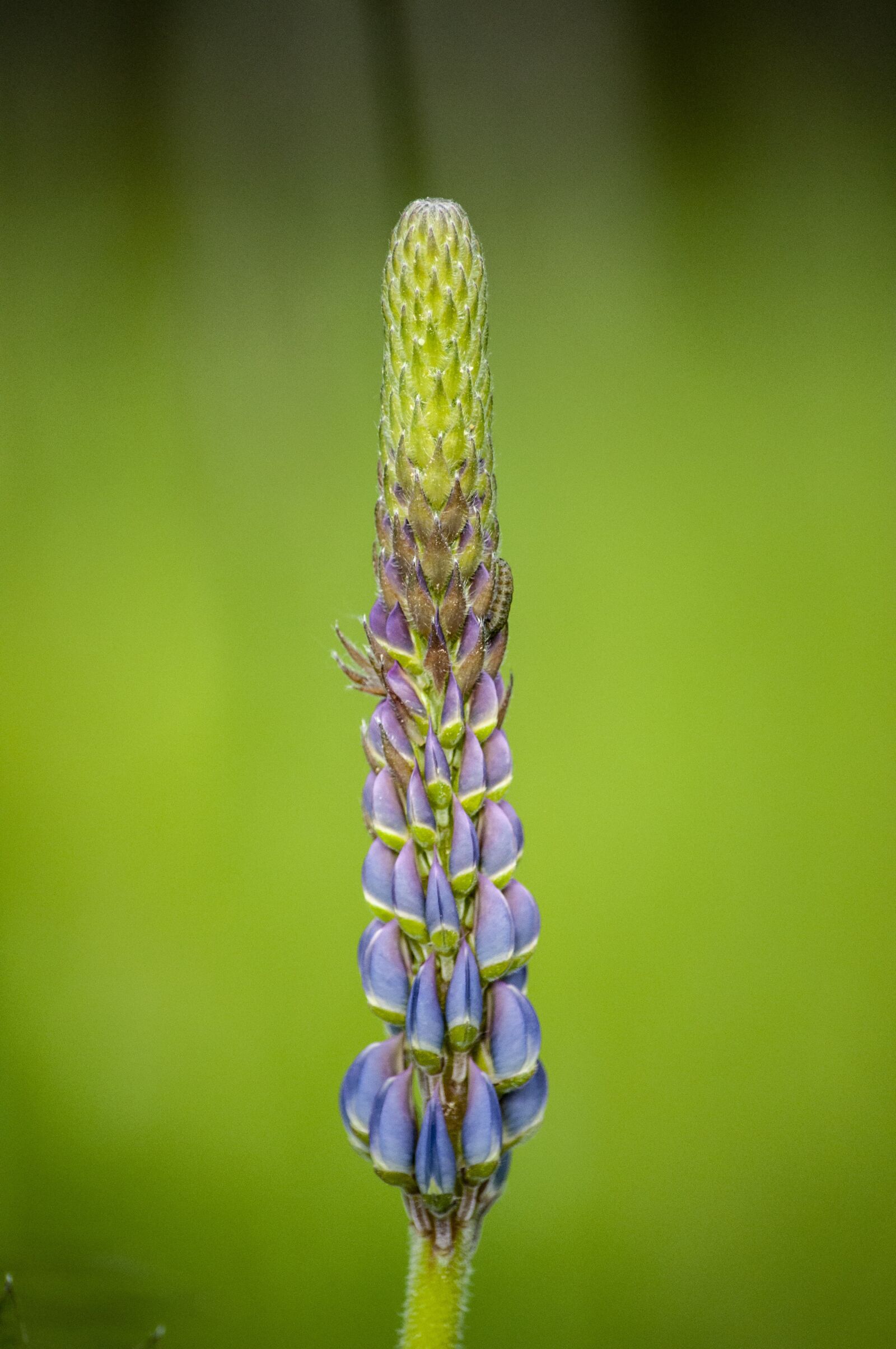 Nikon D5000 sample photo. Plant, flower, lupine photography