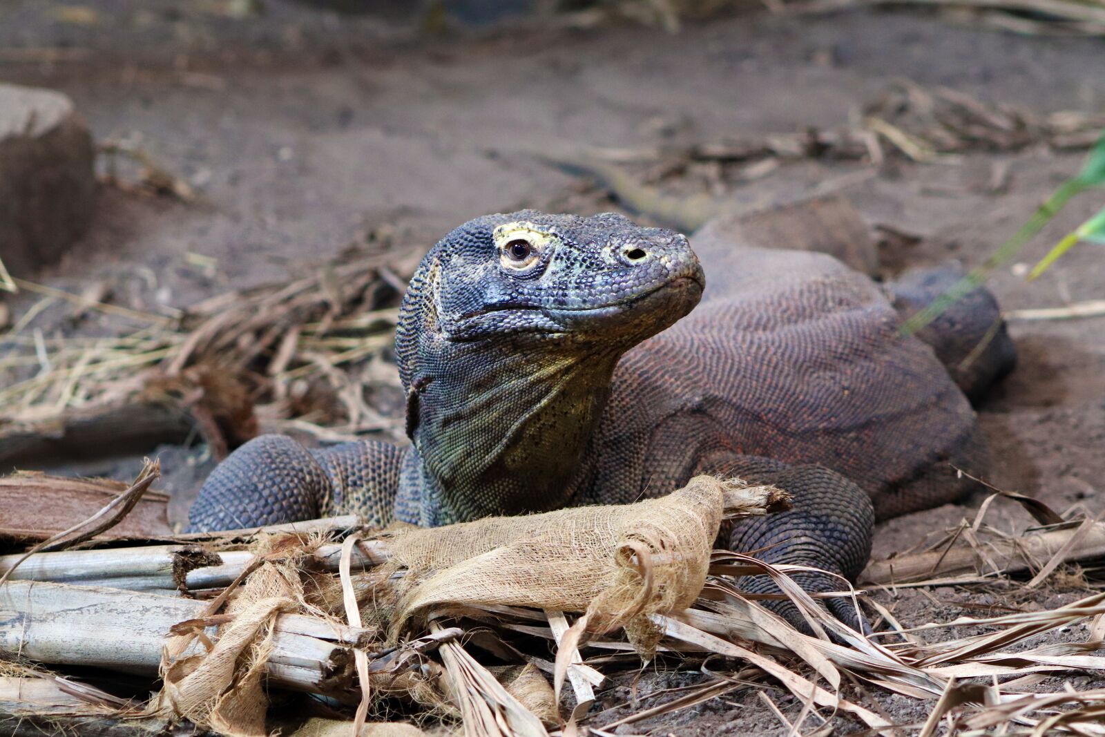 Canon EOS 800D (EOS Rebel T7i / EOS Kiss X9i) sample photo. Lizard, reptile, wildlife photography