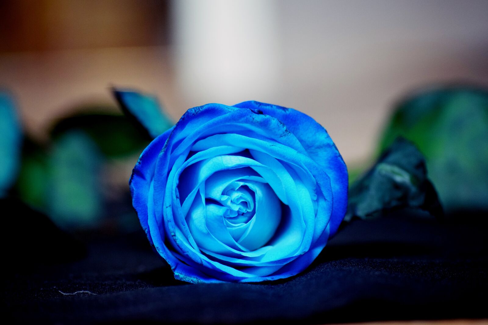 Nikon D3300 sample photo. Rose, blue, flower photography