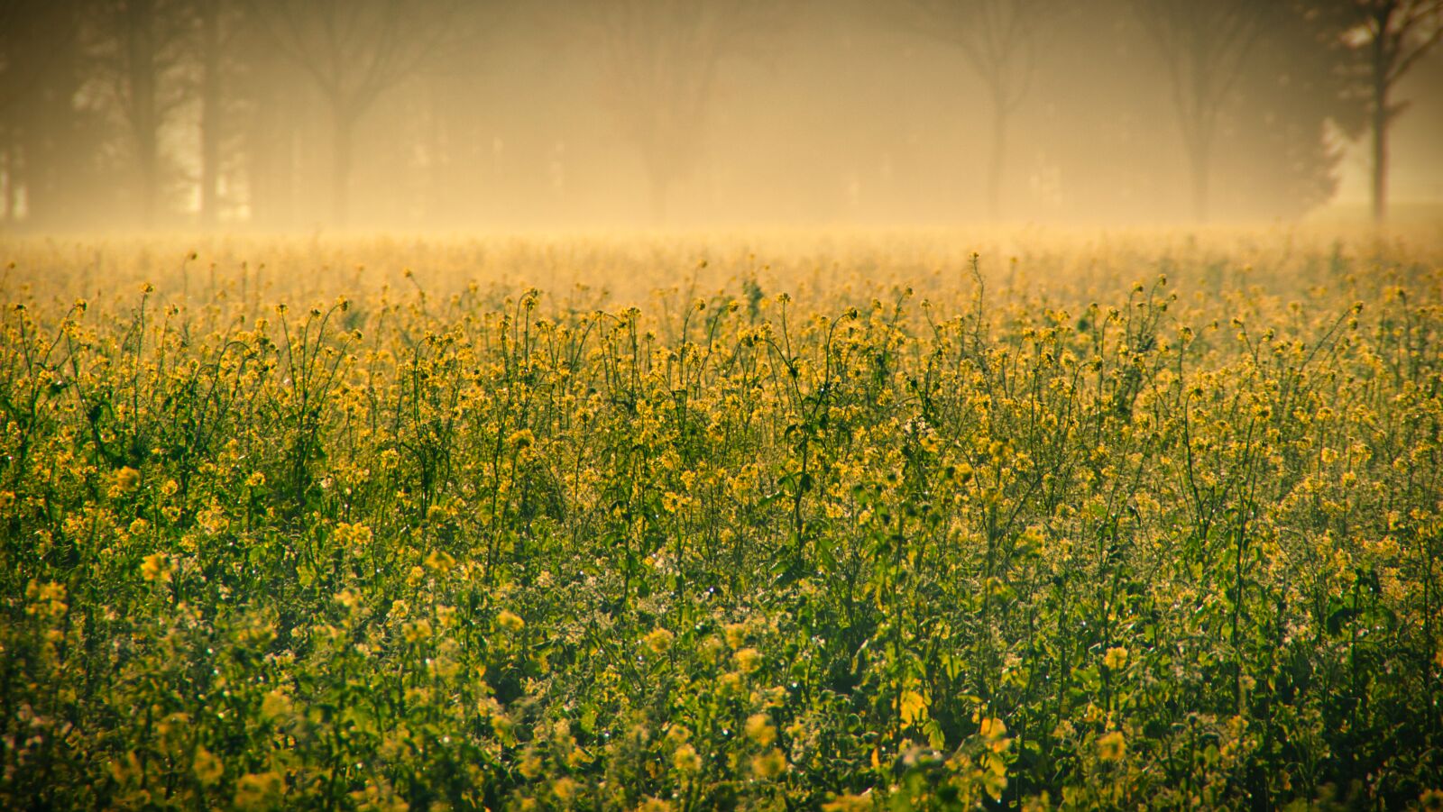 Nikon D3200 sample photo. Autumn, sunrise, fog photography