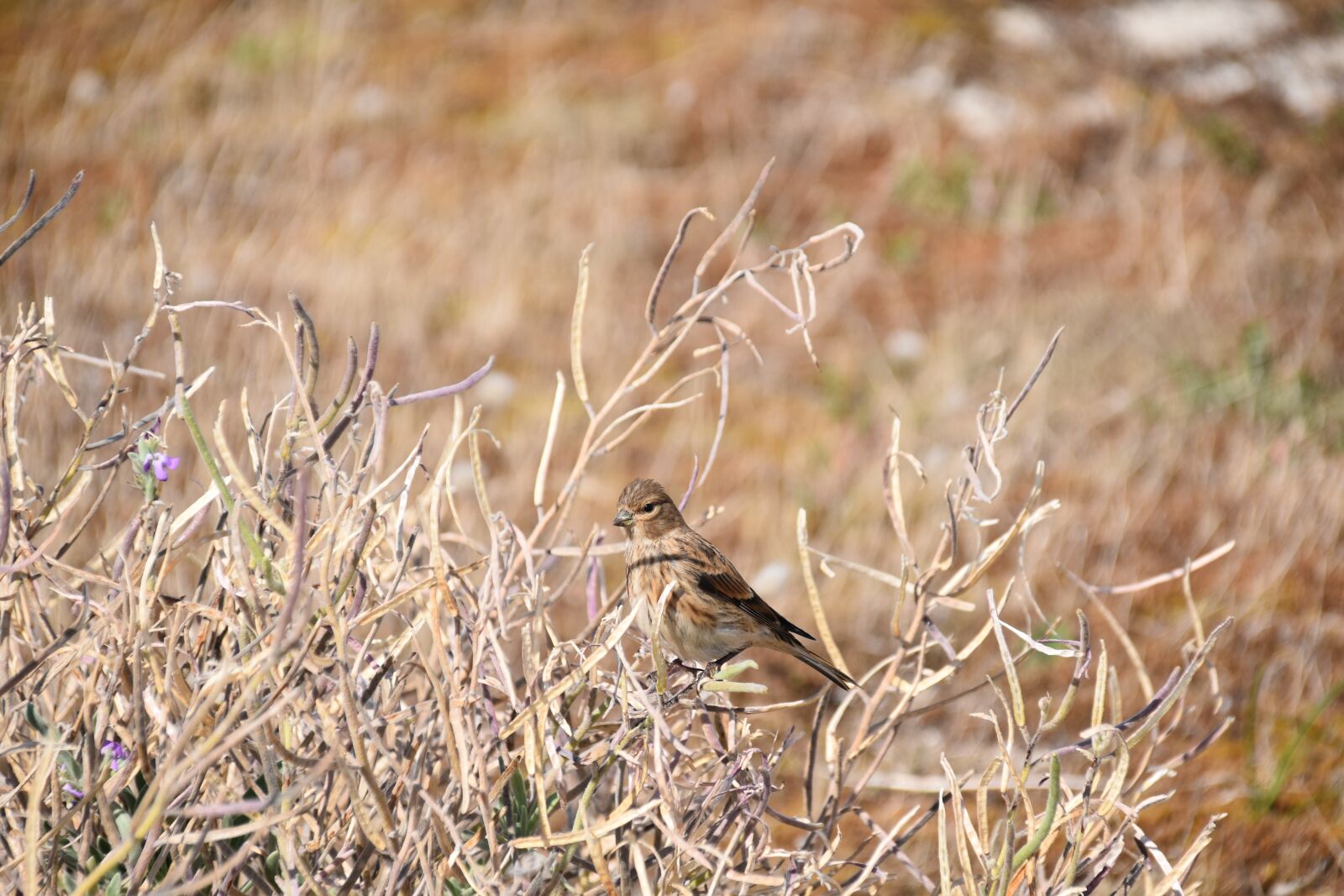 Nikon D5600 sample photo. Bird, young bird, branch photography