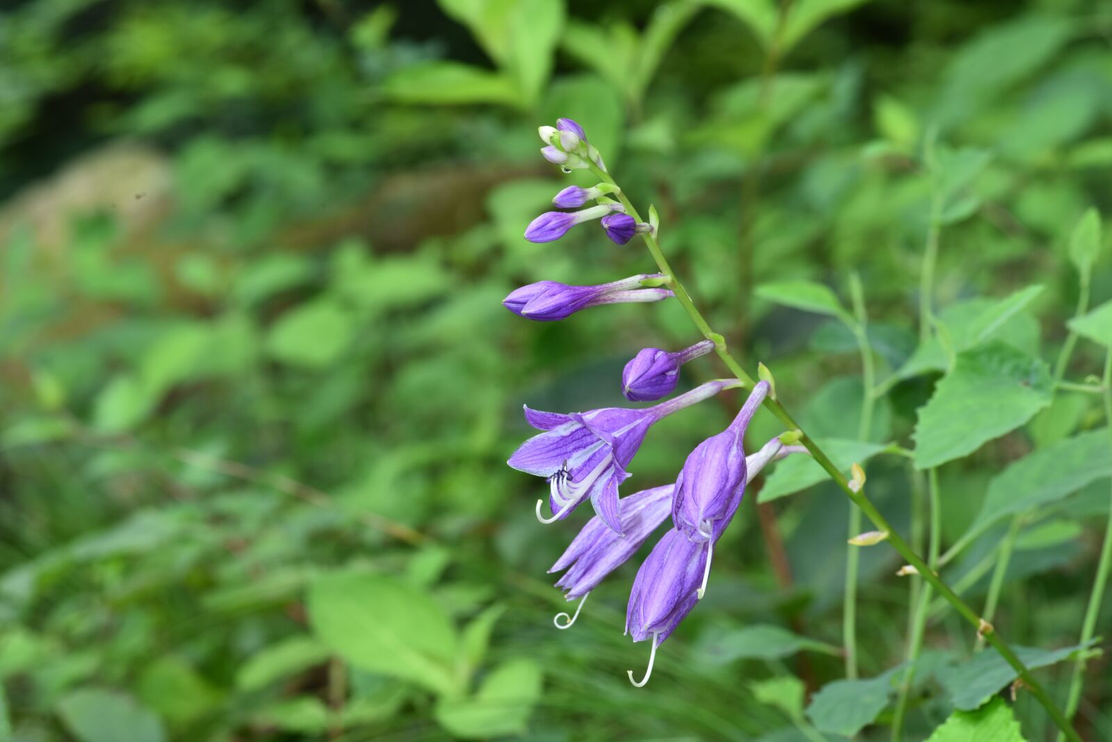 Nikon D810 sample photo. Hosta longipes, vivian chu photography