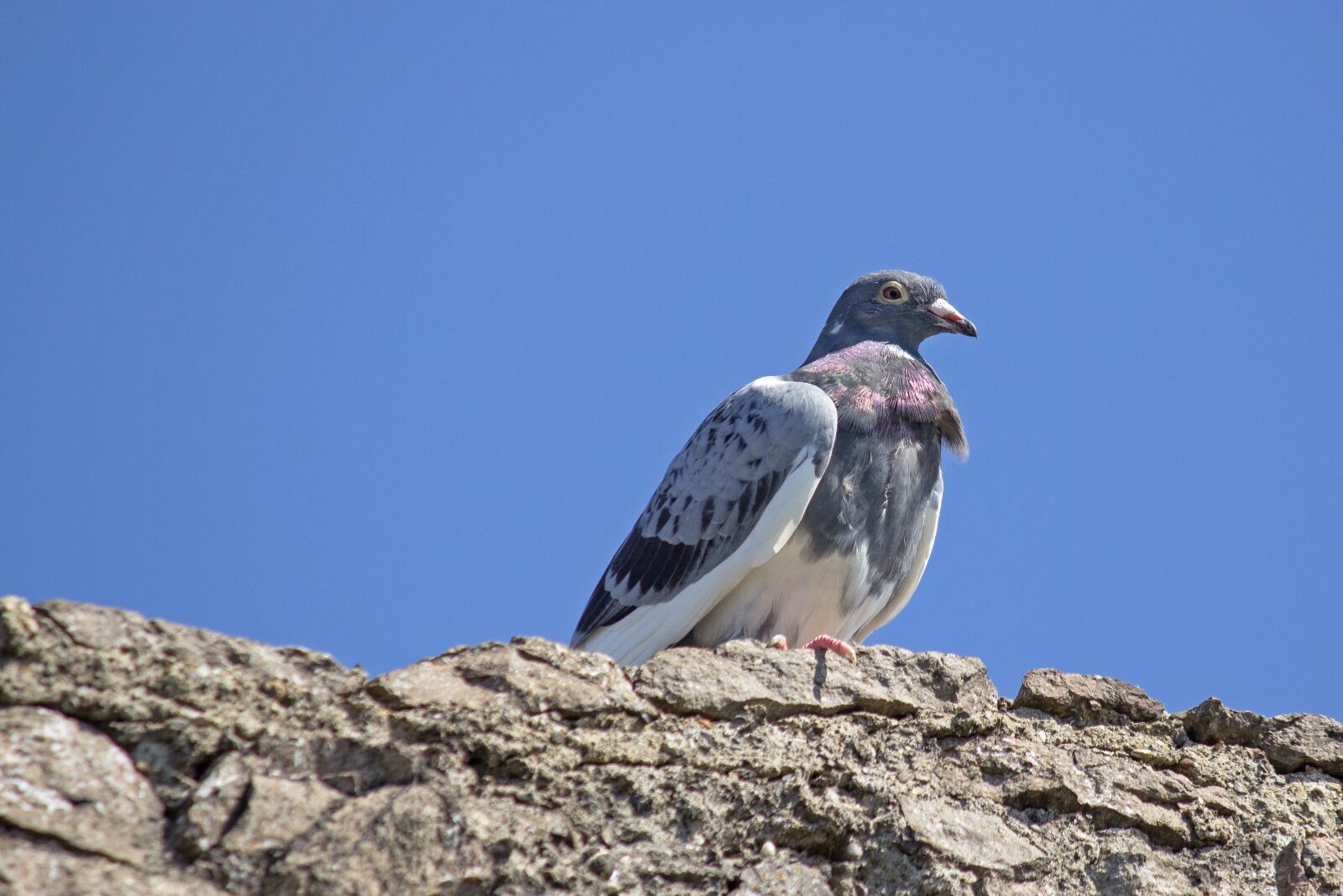 Canon EF-S 55-250mm F4-5.6 IS II sample photo. Dove, rock pigeon, bird photography