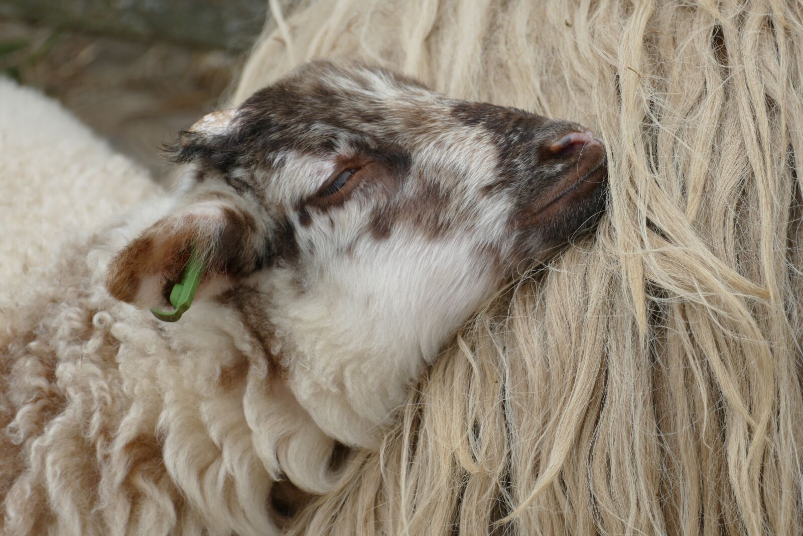 Panasonic Lumix DMC-FZ1000 sample photo. Lamb, sheep, fauna photography