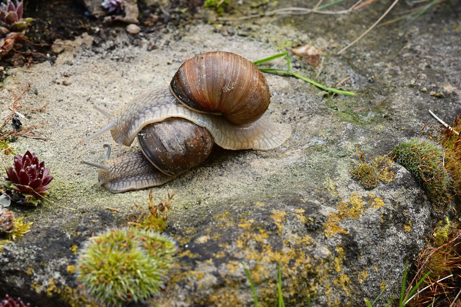 Nikon D5200 sample photo. Garden, escargots, snail race photography