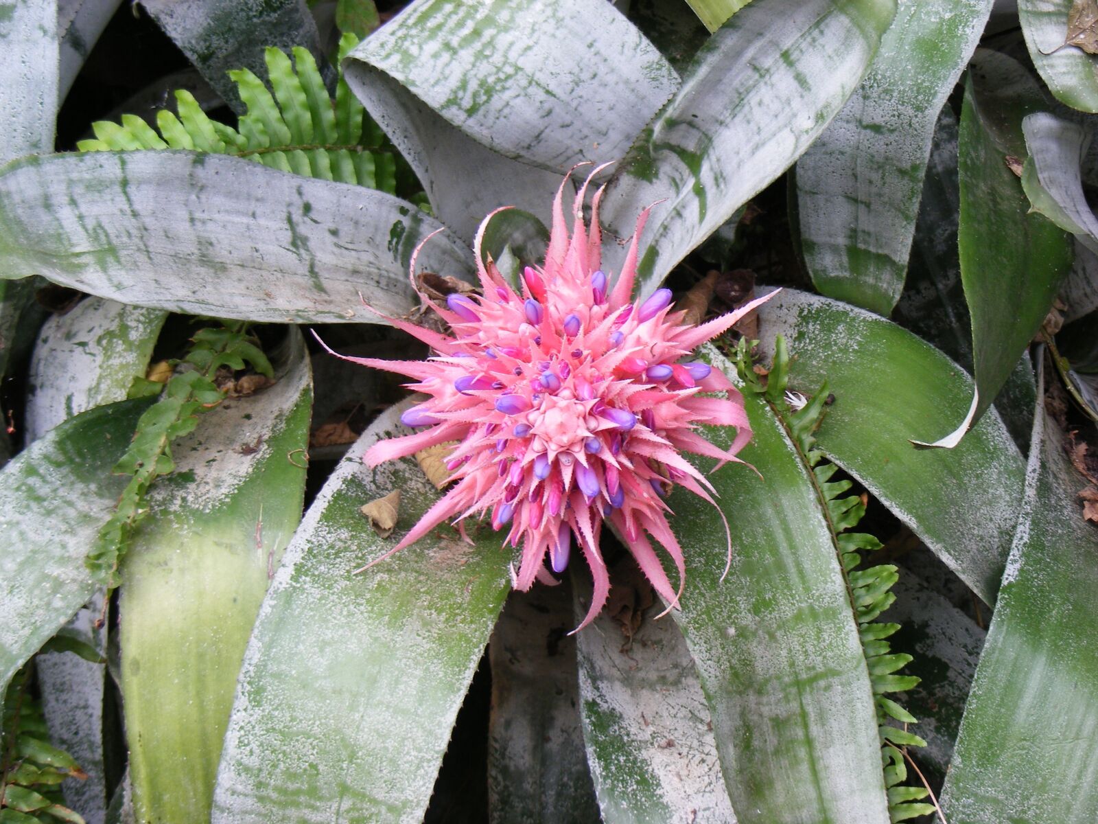 Fujifilm FinePix S5800 S800 sample photo. Flower, nature, spring photography