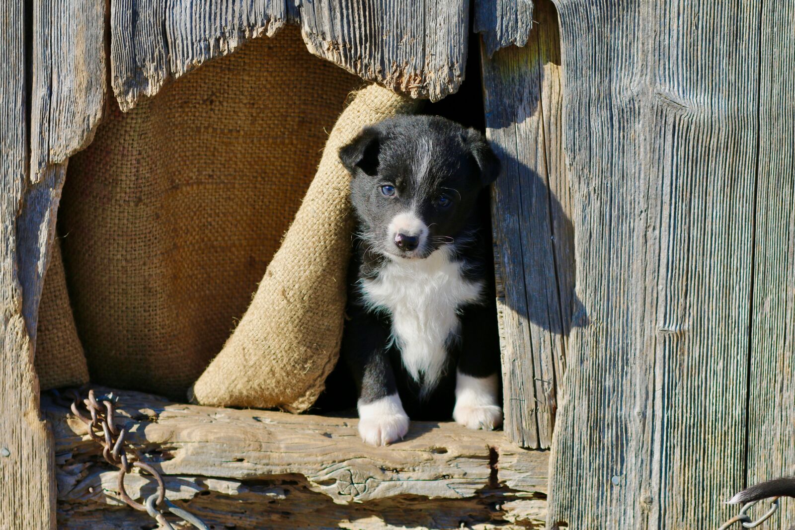 Canon EOS 70D + Canon EF 85mm F1.8 USM sample photo. Puppy, wooden houses, mixrasse photography