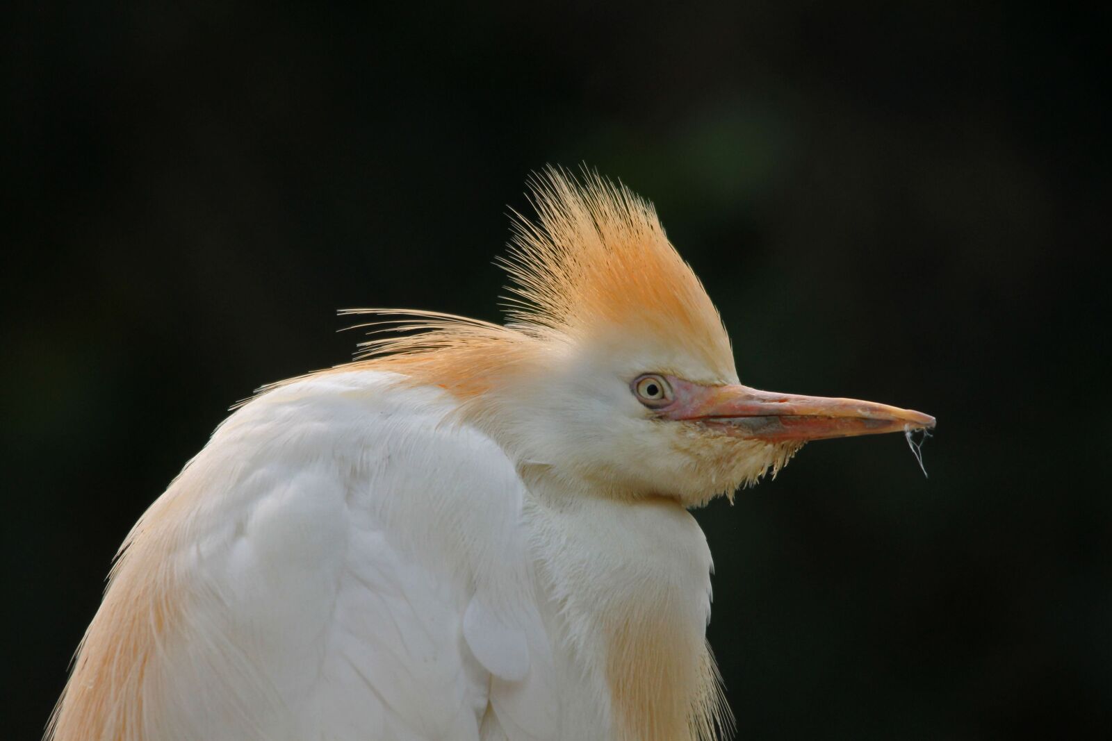 Canon EOS 1100D (EOS Rebel T3 / EOS Kiss X50) sample photo. Cattle egret, bird, wild photography