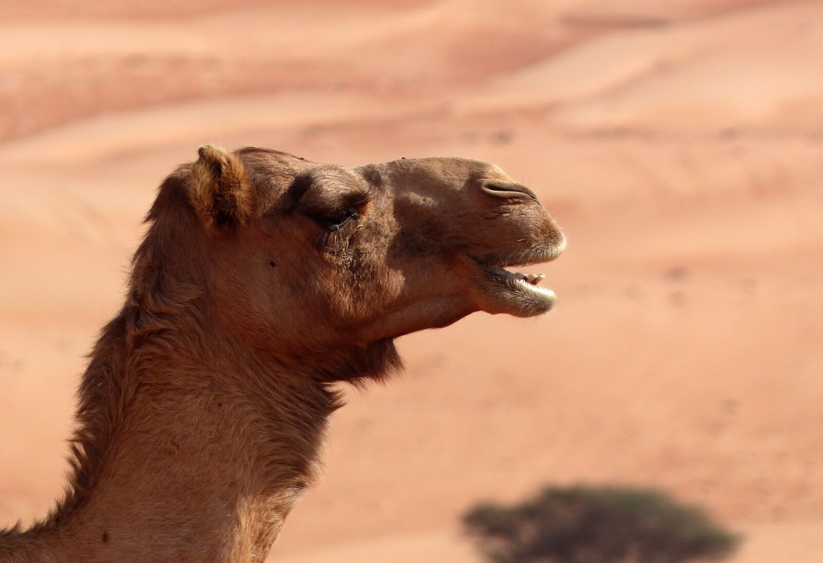 Panasonic Lumix DMC-FZ200 sample photo. Camel, desert, oman photography