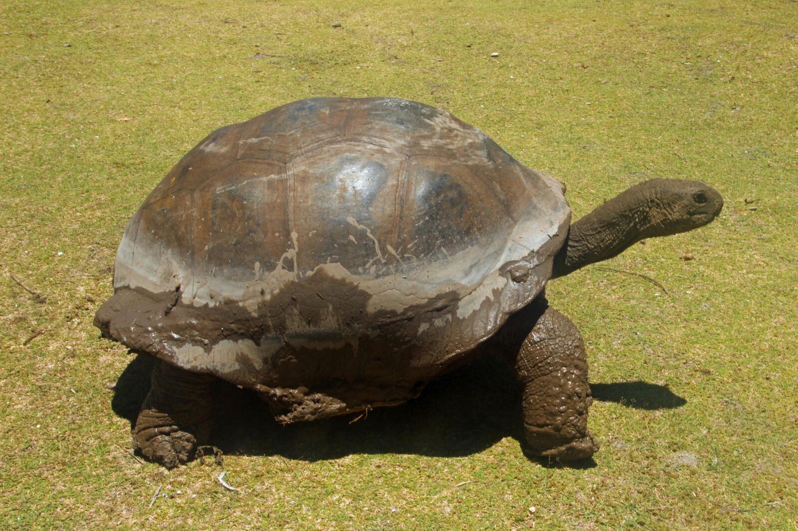 Canon EOS 600D (Rebel EOS T3i / EOS Kiss X5) sample photo. Turtle, giant tortoise, seychelles photography
