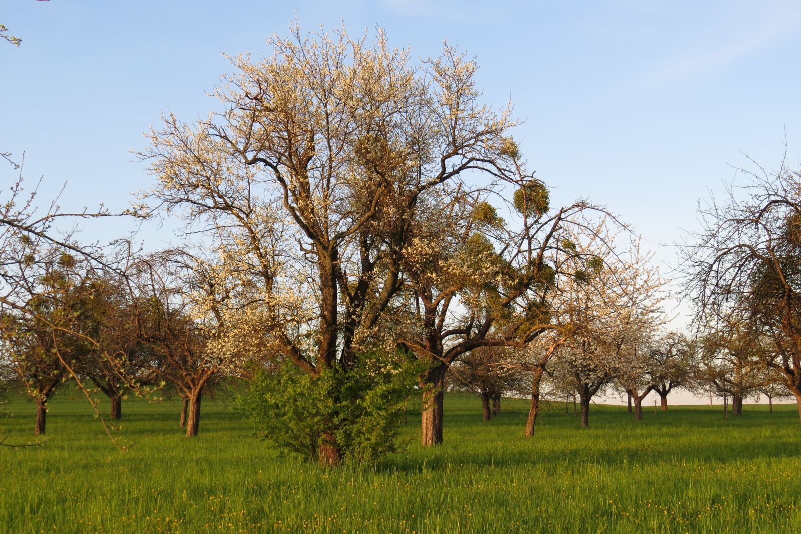 Canon PowerShot SX50 HS sample photo. Tree, landscape, nature photography