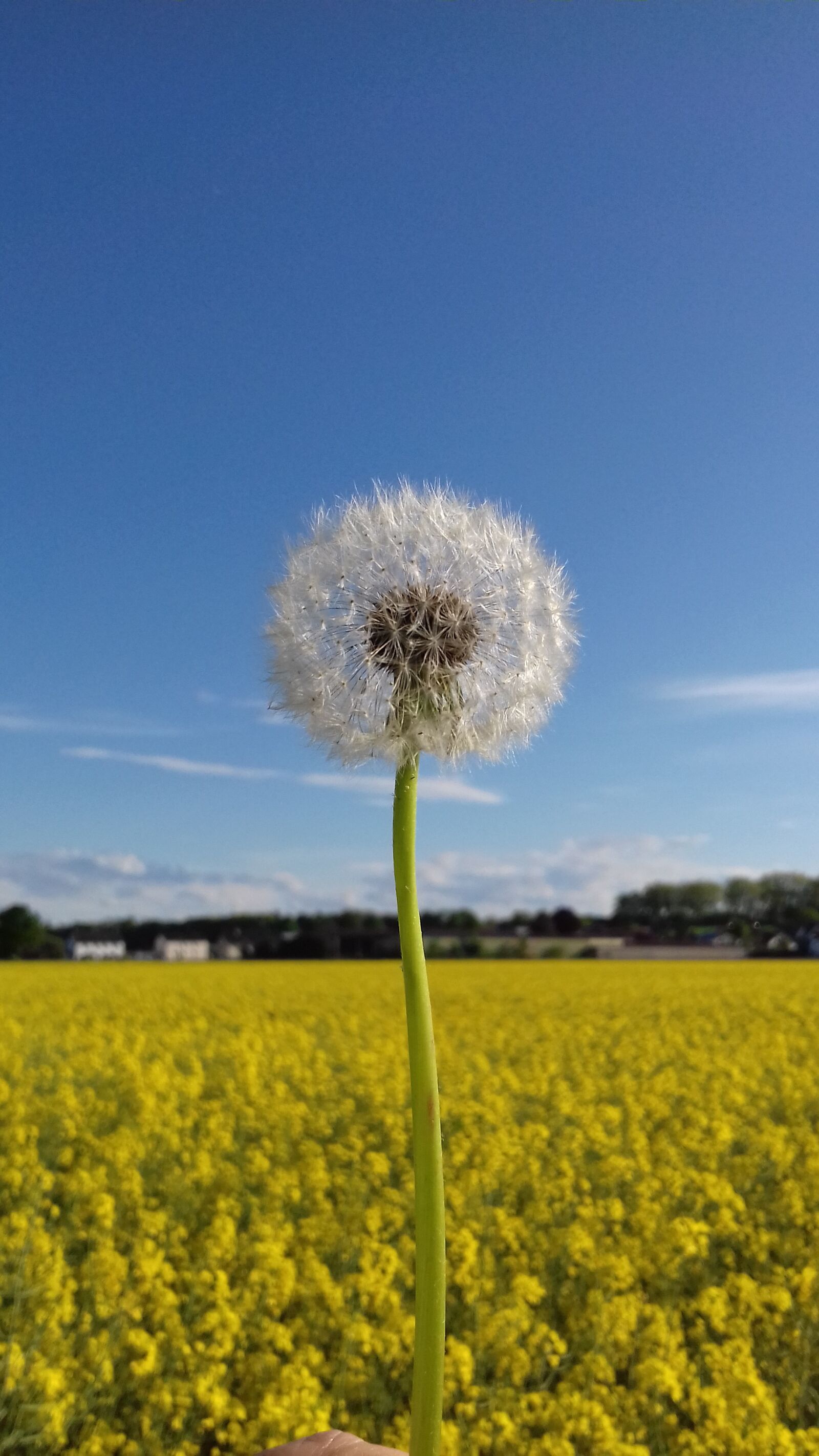 Samsung Galaxy J3(2016) sample photo. Dandelion, blowball, sky photography