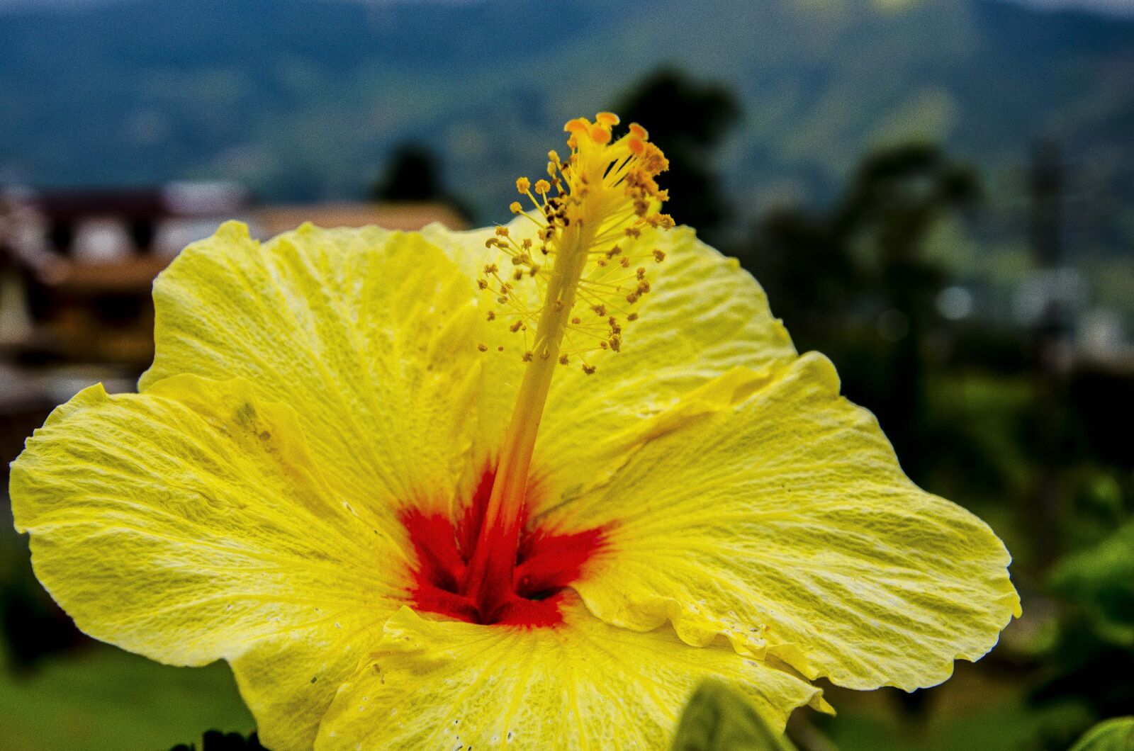 Nikon D7000 sample photo. Flower, nature, yellow photography