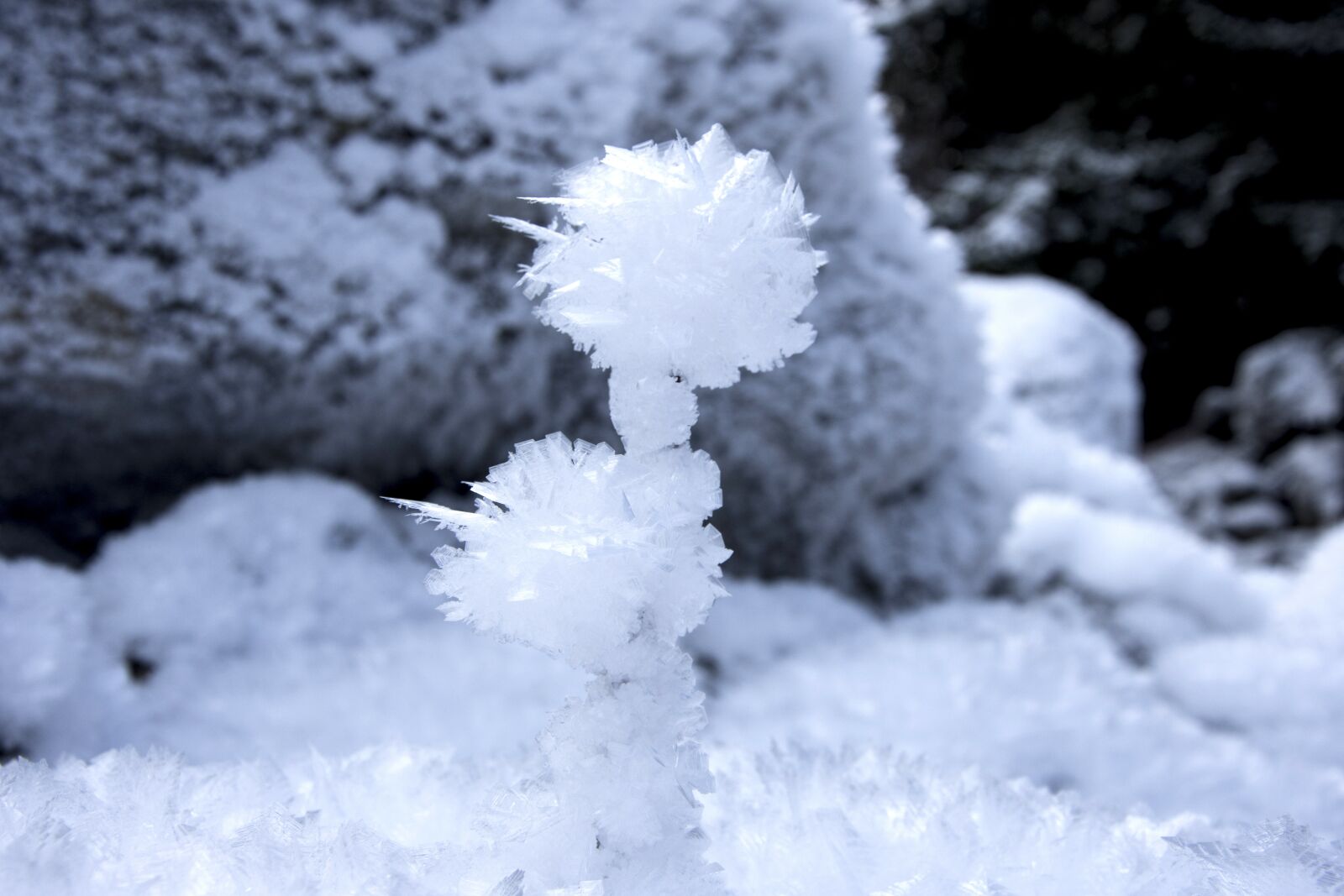 Nikon D7200 sample photo. Ice flowers, eiskristalle, white photography