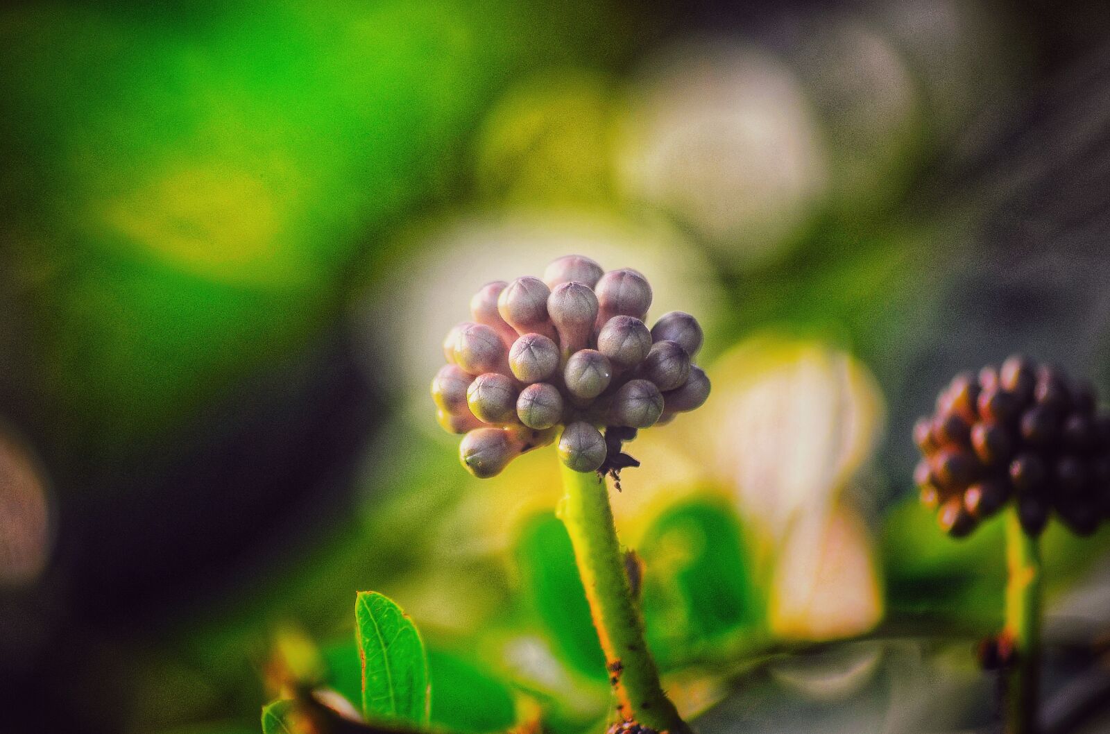 Nikon D5100 sample photo. Bud, beautiful, flower photography