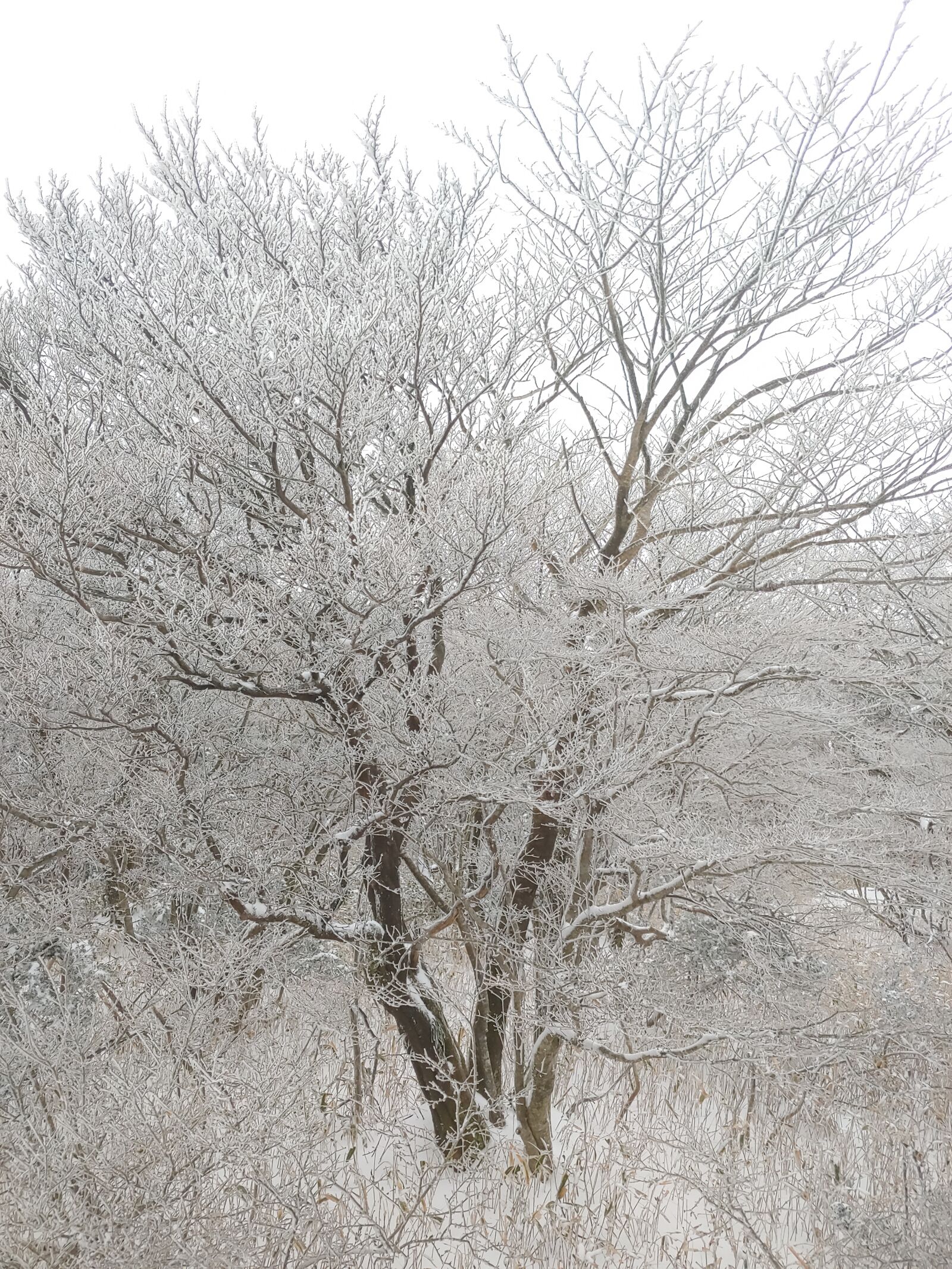 LG G7 THINQ sample photo. Winter, jeju island, snow photography