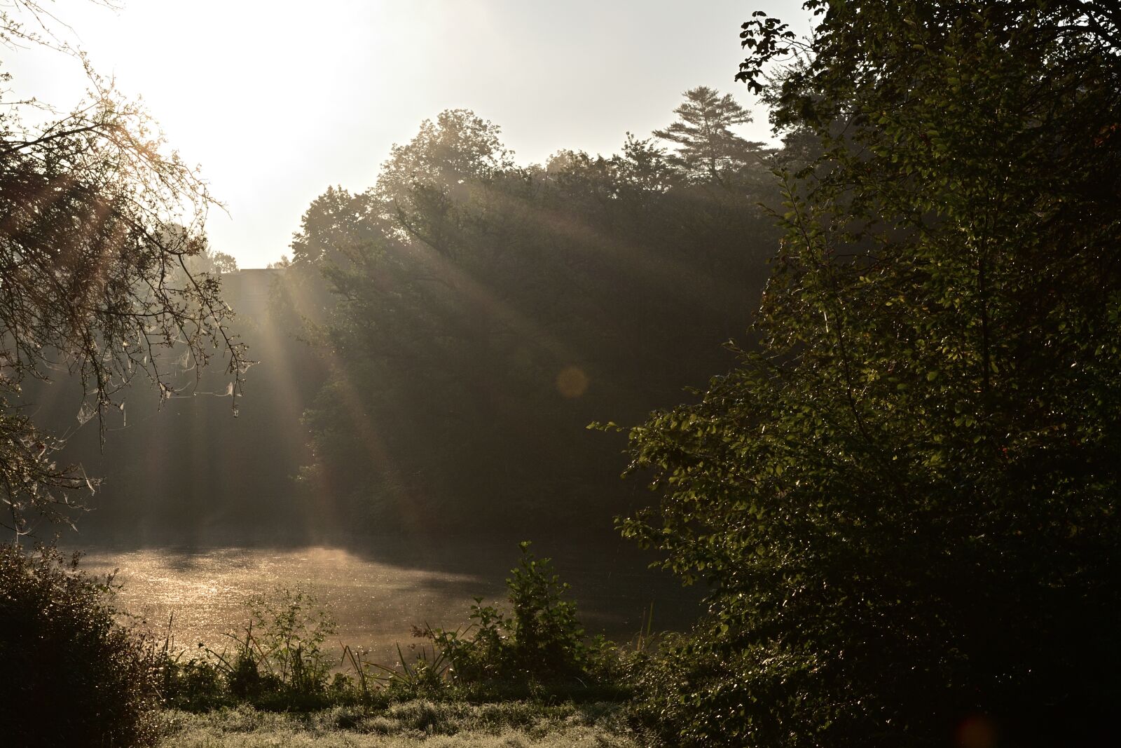 Nikon D5200 sample photo. Nature, park, sunrise photography