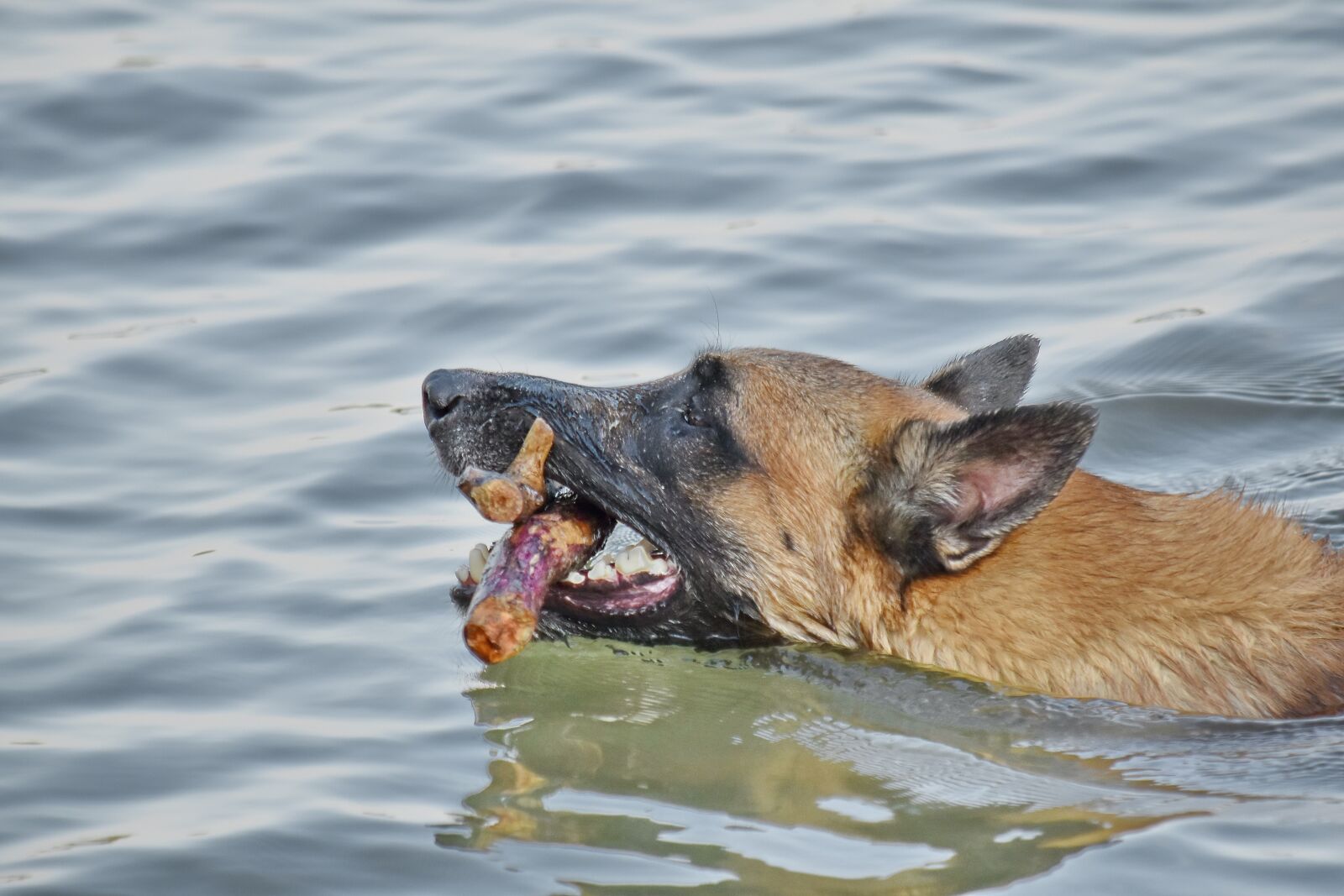 Nikon D5500 sample photo. Close-up, side view, swimming photography