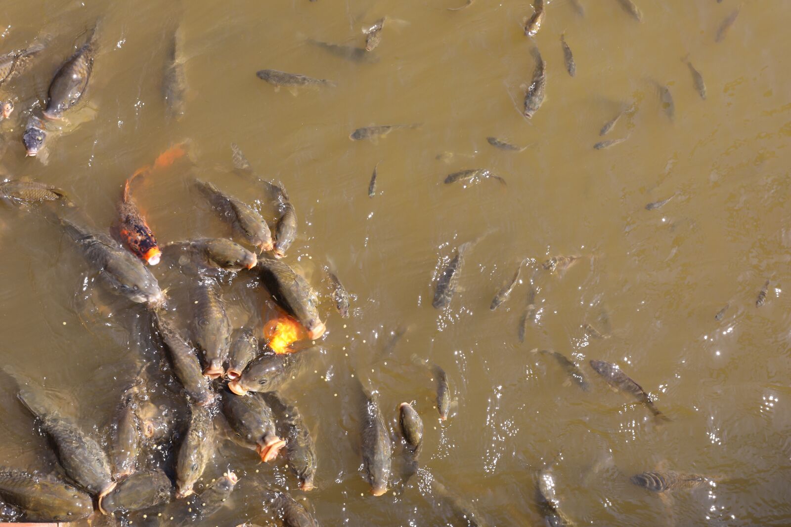 Canon EOS 5D Mark IV sample photo. Fish, water, lake photography