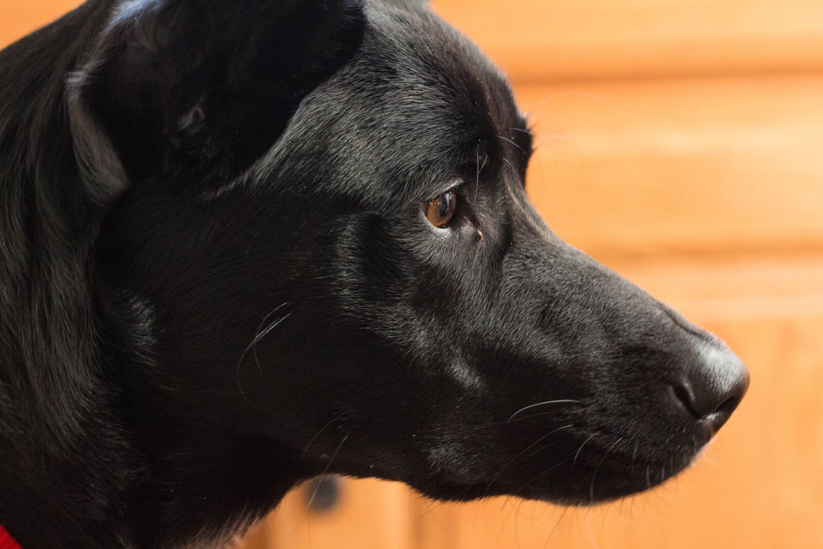 Canon EOS 700D (EOS Rebel T5i / EOS Kiss X7i) + Canon EF 100mm F2.8 Macro USM sample photo. Puppy, beg, cute photography