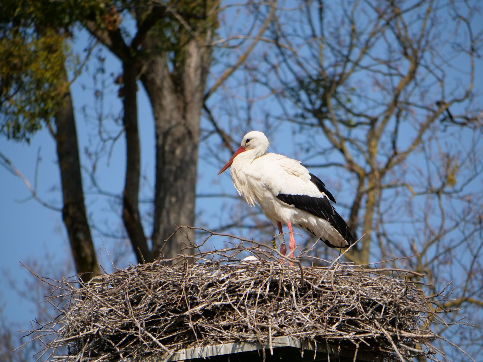 Panasonic Lumix DC-GH5 sample photo. Stork, nest, young photography