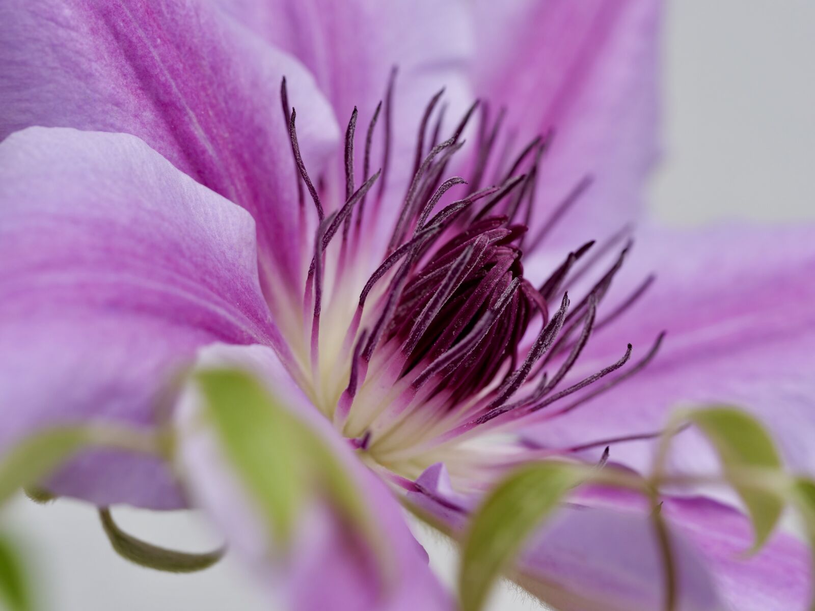 Panasonic Lumix DC-G9 sample photo. Close up, air-condit, spring photography