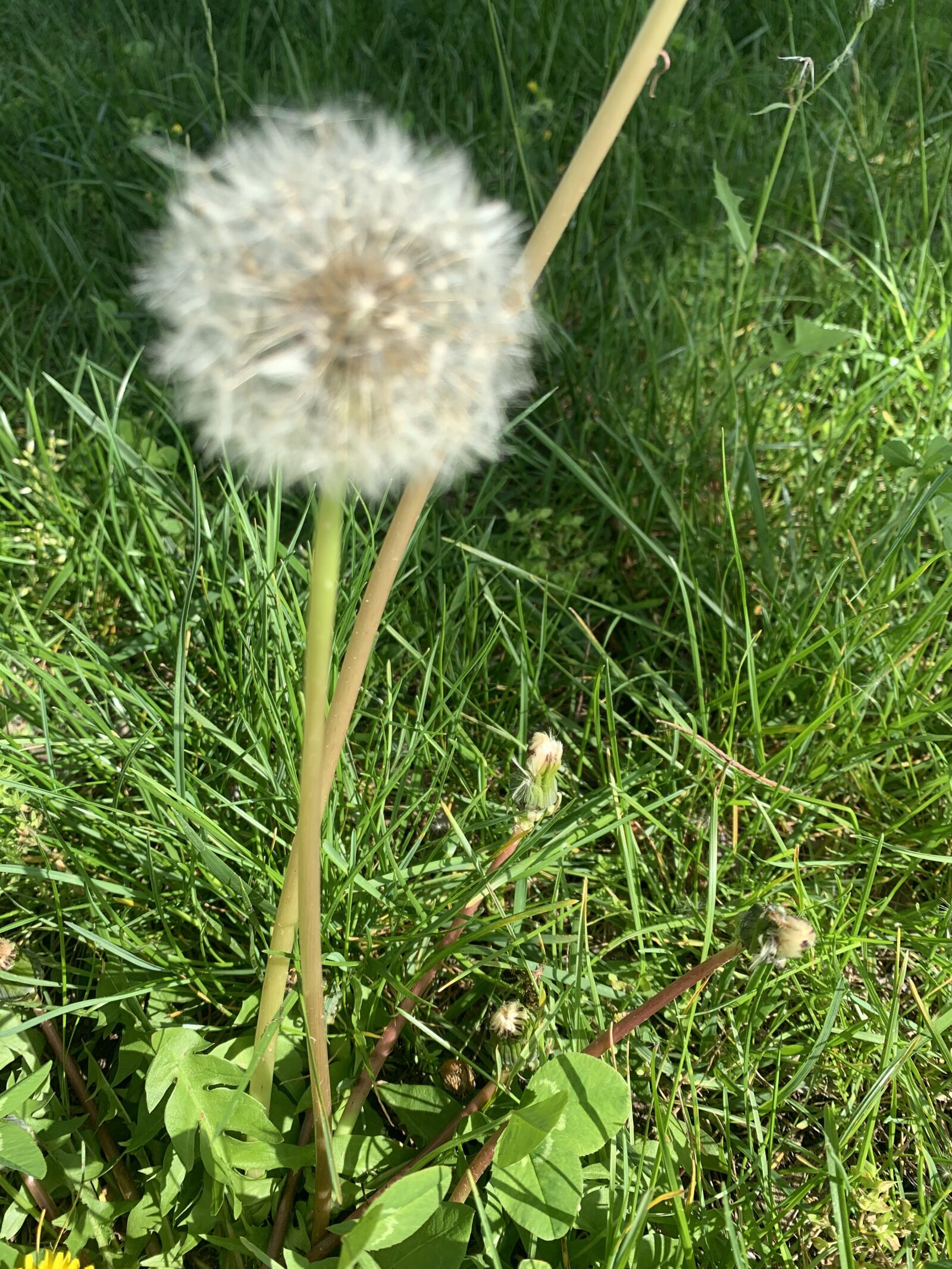Apple iPhone XR sample photo. Think of a wish photography