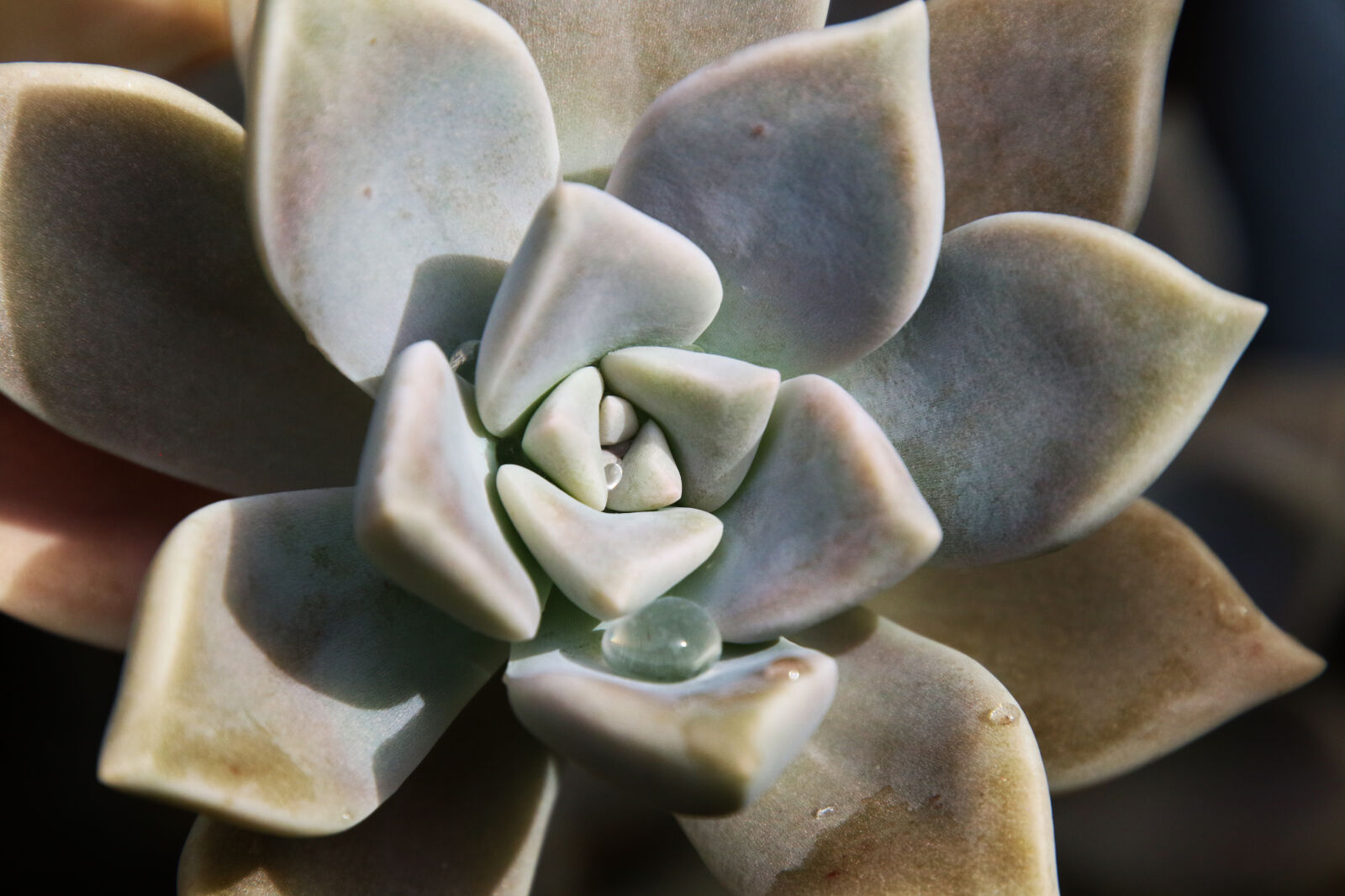 Canon EOS 7D Mark II sample photo. After, the, rain, drop photography