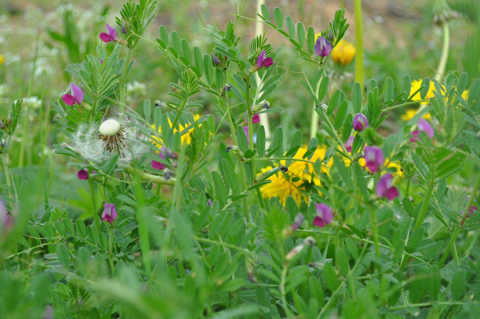 Nikon D5000 sample photo. Flower, nature, plant photography