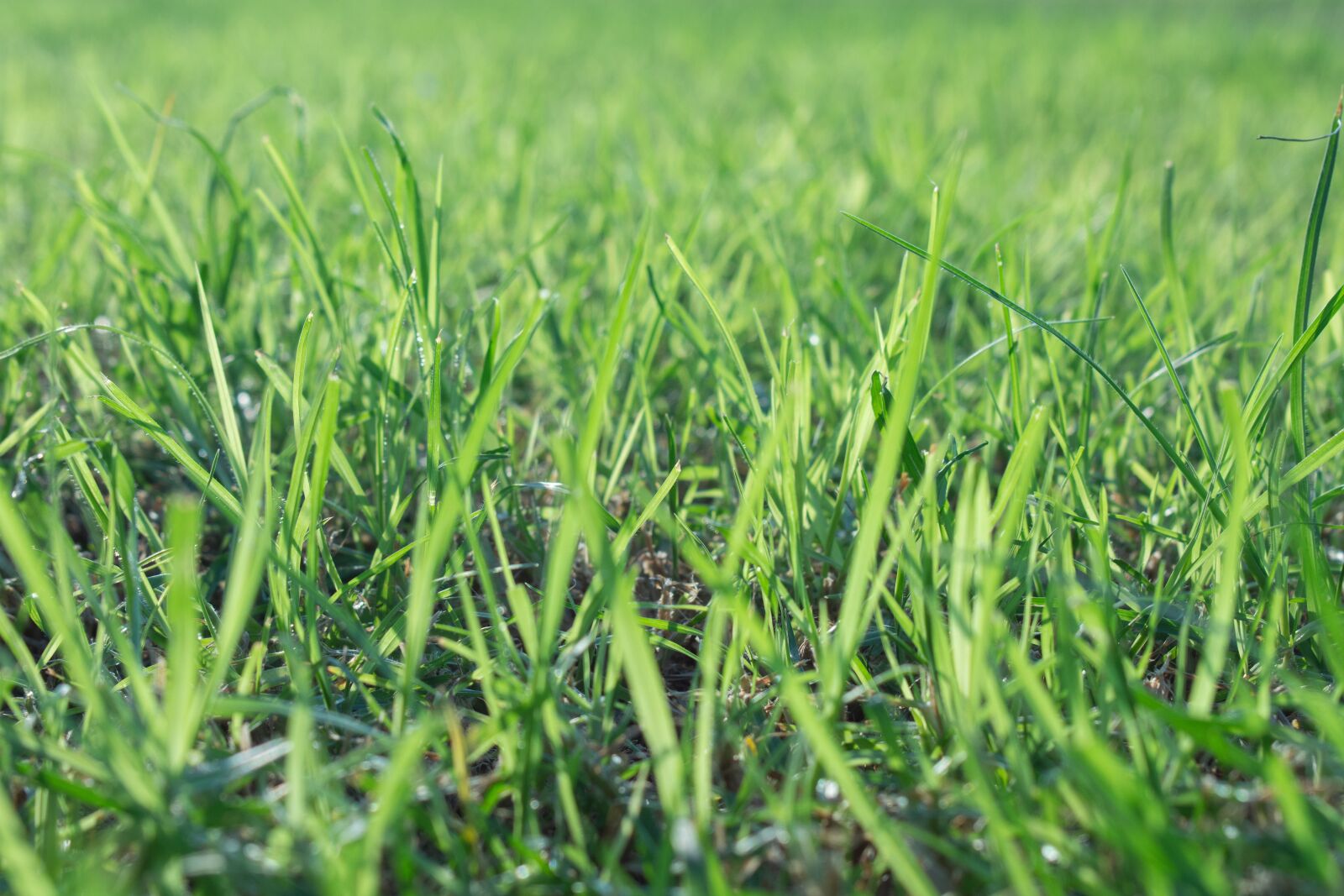 Nikon D7200 sample photo. Grass, lawn, greens photography