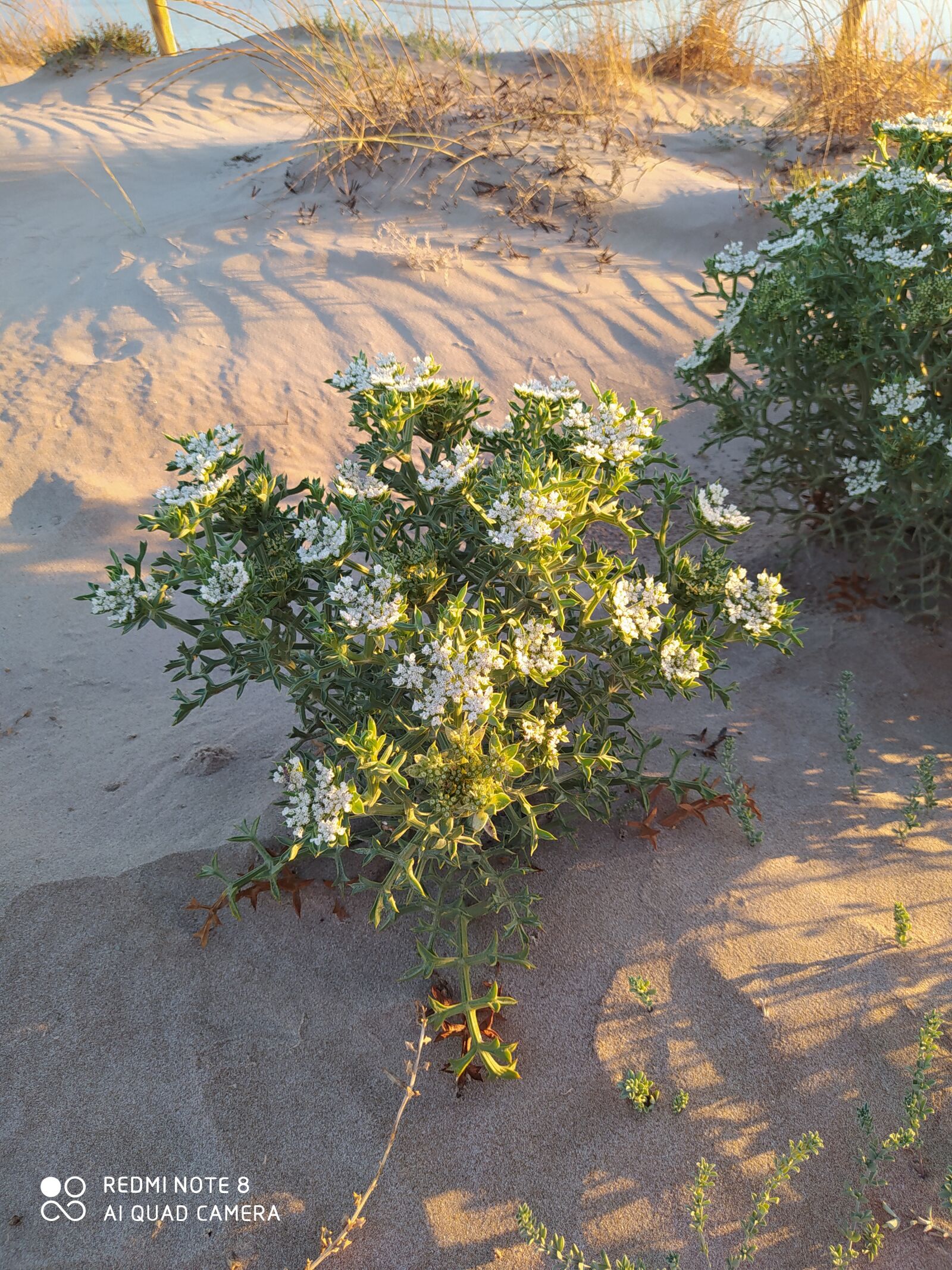 Xiaomi Redmi Note 8 sample photo. Plants, desert, flora photography