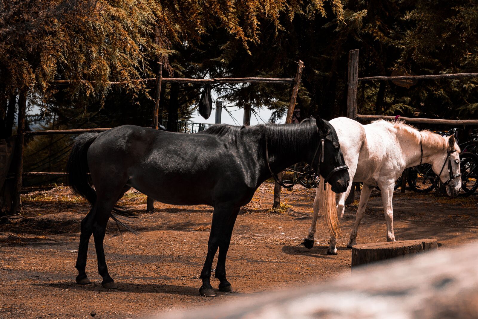 Canon EOS 750D (EOS Rebel T6i / EOS Kiss X8i) + Canon EF 50mm F1.8 STM sample photo. Horse, black, riding photography