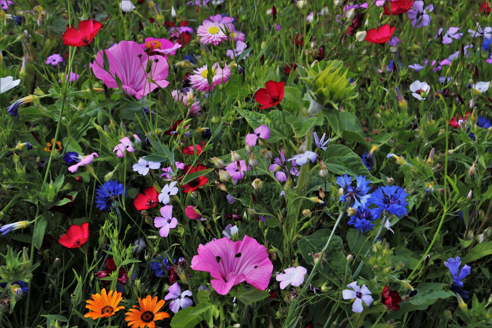 Canon EOS 80D sample photo. Flowers, meadow, garden photography