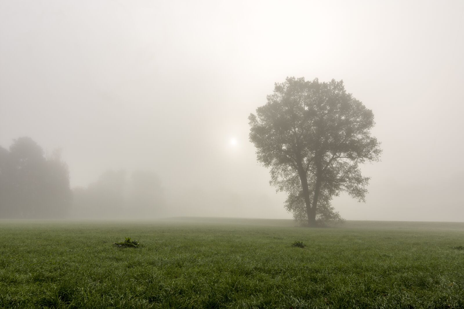 Nikon D7200 sample photo. Fog, tree, landscape photography