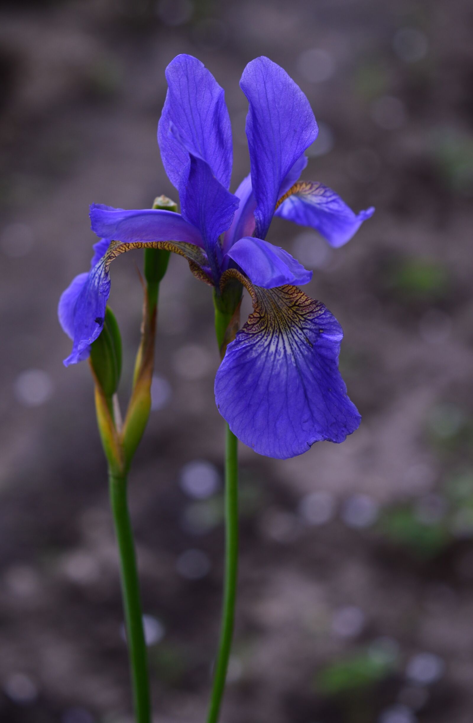 Nikon D3200 sample photo. Iris, blue, flower photography