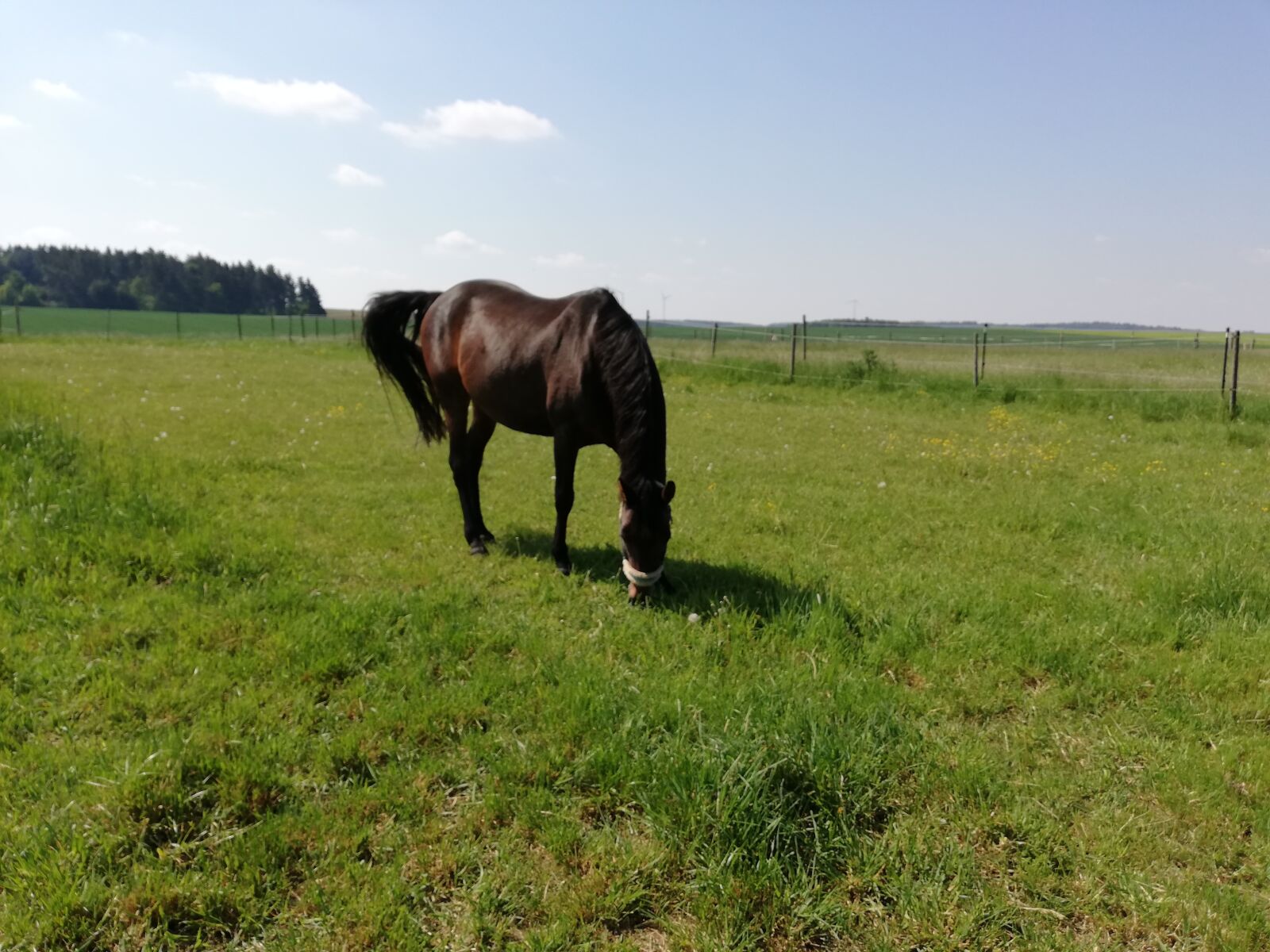 HUAWEI P20 lite sample photo. Coupling, pasture, horse photography