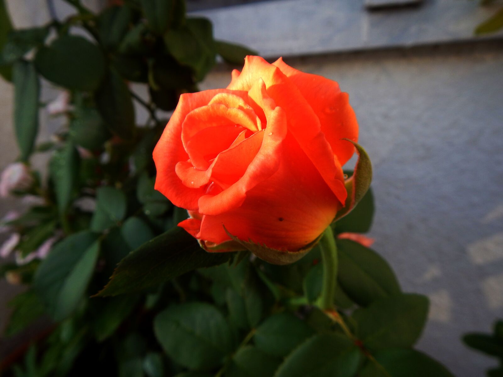 Nikon Coolpix AW110 sample photo. Rosa, garden, spring photography