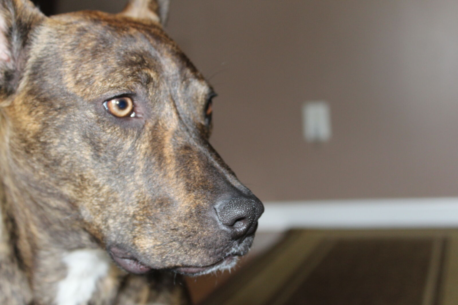 Canon EOS 1200D (EOS Rebel T5 / EOS Kiss X70 / EOS Hi) sample photo. Cute, dog, pitbull, pittie photography