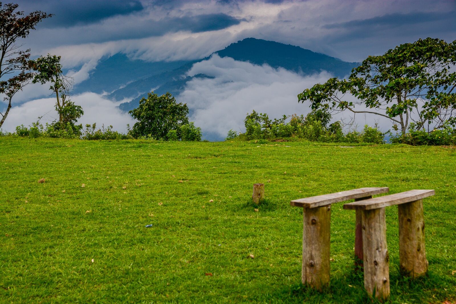 Nikon D5200 sample photo. Grass, landscape, tree photography