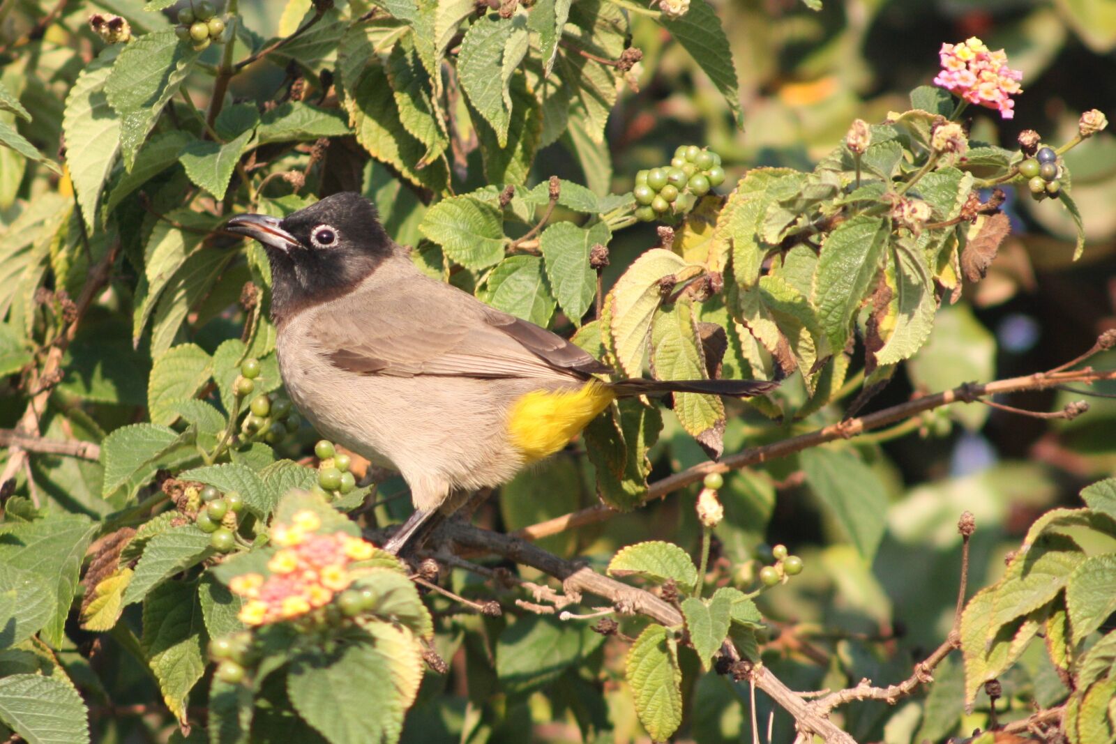 Canon EOS 450D (EOS Rebel XSi / EOS Kiss X2) sample photo. Birds, nature, bulbul photography