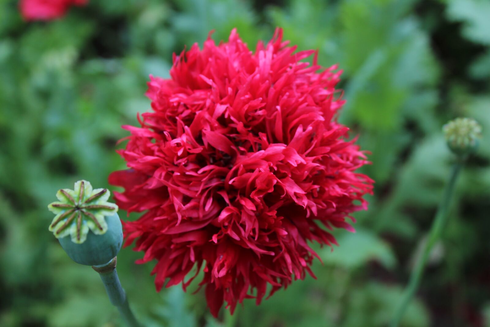 Canon EOS 1300D (EOS Rebel T6 / EOS Kiss X80) sample photo. Poppy, poppy garden, flower photography