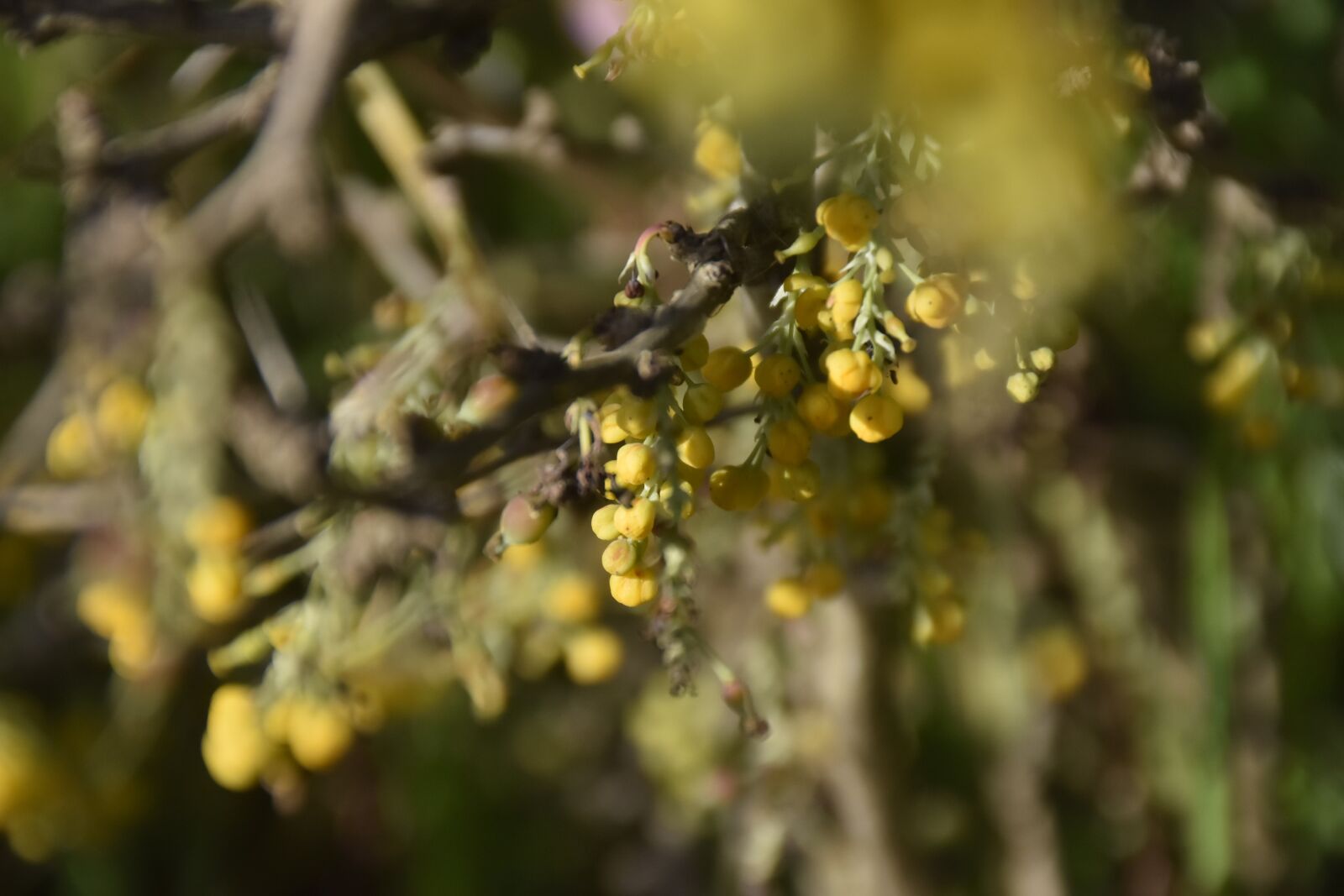 Nikon D7200 sample photo. Flowers, plants, nature photography