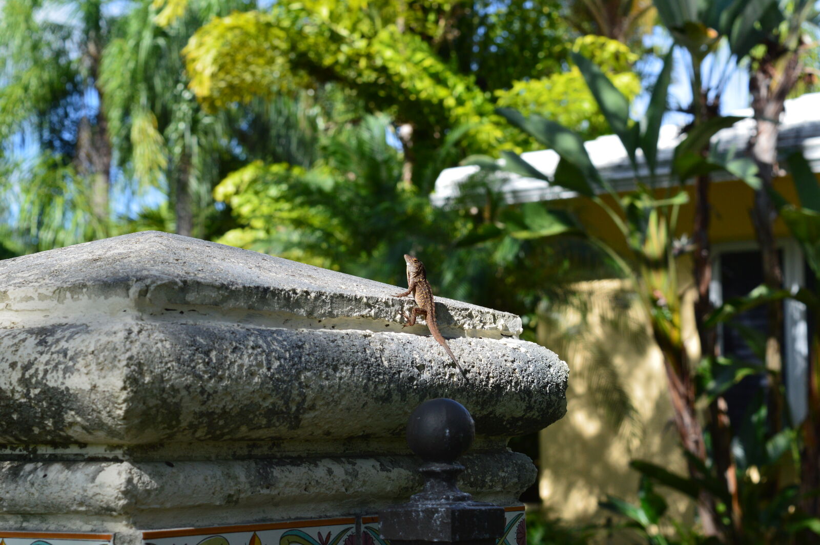 Nikon D3200 sample photo. Coral, gables, hot, lizard photography