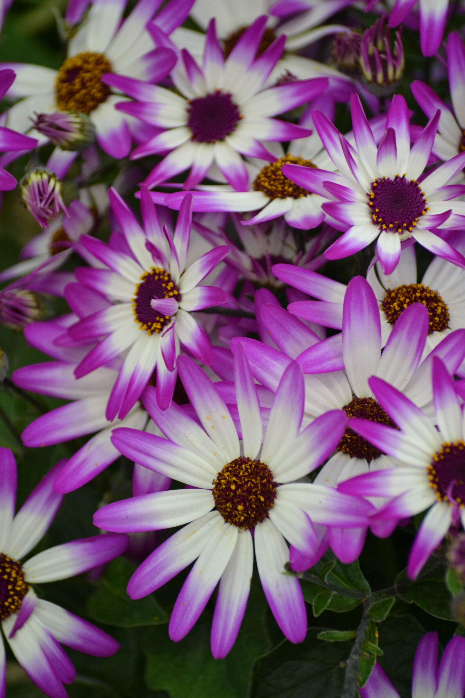 Nikon D3100 sample photo. Purple, flowers, spring, spring photography